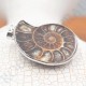 Pendentif Amonite Grand Modele
