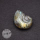 Labradorite taillée façon ammonite AMLB1