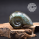 Labradorite taillée façon ammonite AMLB1