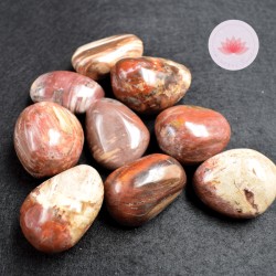 Bois fossile petits Galets par 500g