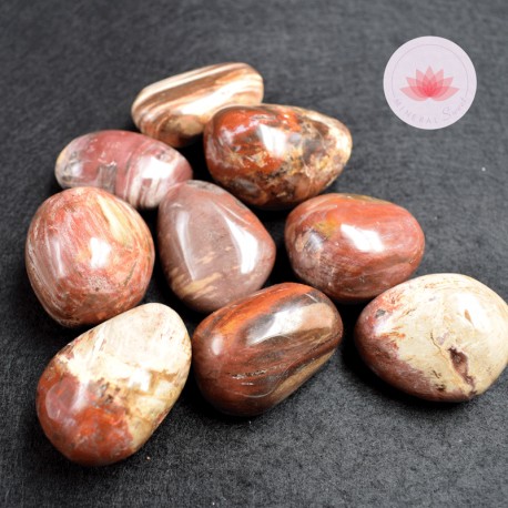 Bois fossile petits Galets par 500g