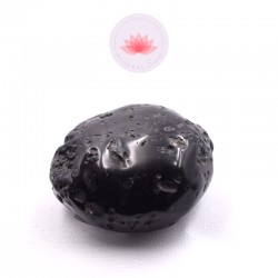 Grande Tectite roulée 3