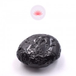 Grande Tectite roulée 6