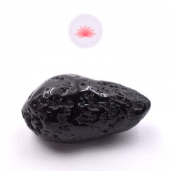 Grande Tectite roulée 5