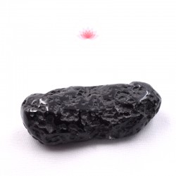 Grande Tectite roulée 8