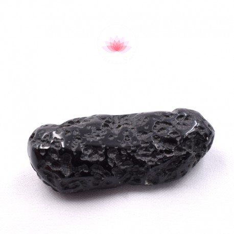 Grande Tectite roulée 8