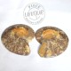 Couple Ammonites polies 2