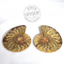 Couple Ammonites polies 2