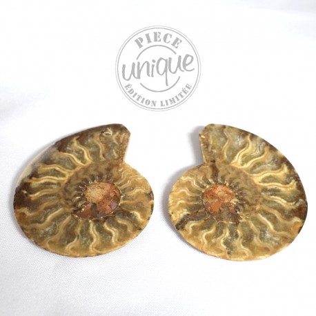 Couple Ammonites polies 2