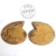 Couple Ammonites polies 3