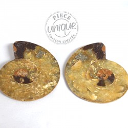 Couple Ammonites polies 3