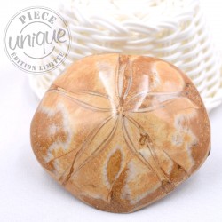 Pygurus - Étoile de mer fossile