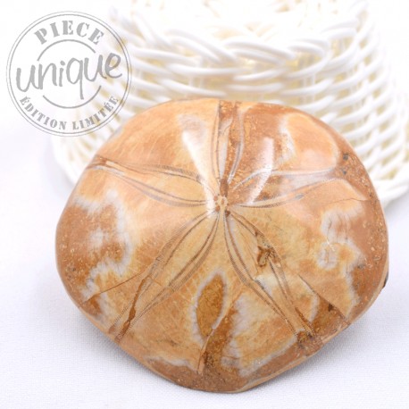 Pygurus - Étoile de mer fossile