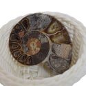 Ammonite